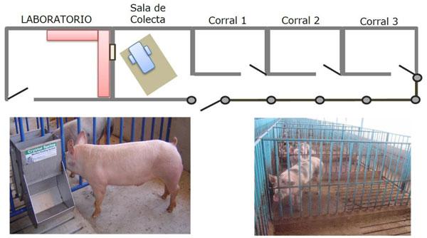 Manejo de un centro de inseminación artificial porcina - Image 1