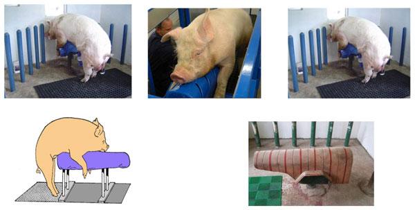 Manejo de un centro de inseminación artificial porcina - Image 7