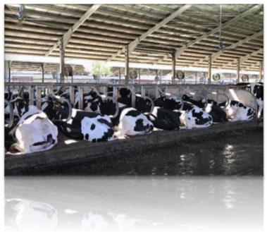 Factores que influyen en las pérdidas de gestación en el segundo mes en explotaciones de vacas de leche - Image 1