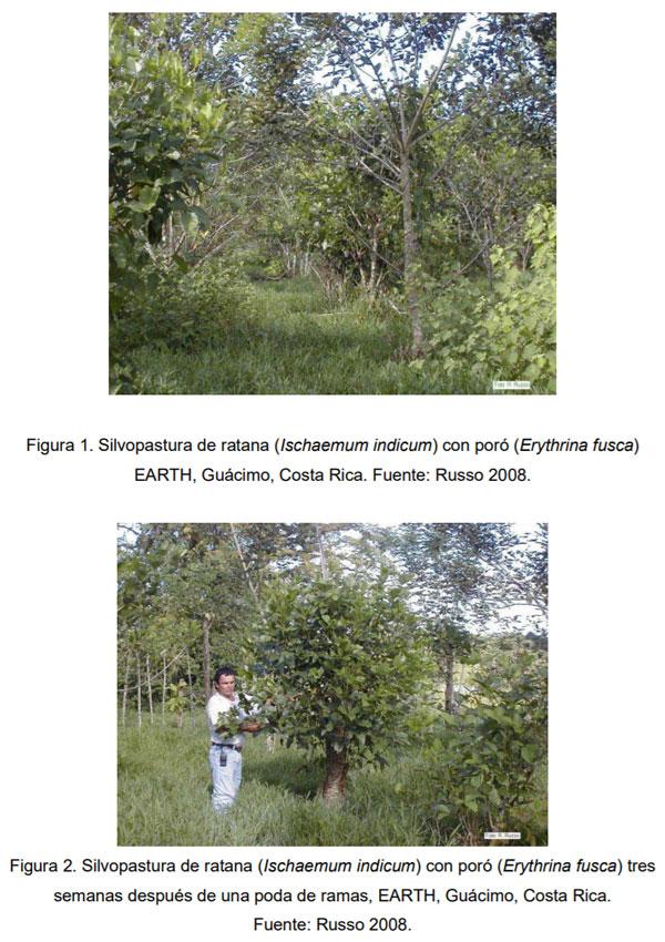 Evaluación climática y edafológica de un sistema silvopastoril y una pastura convencional - Image 1