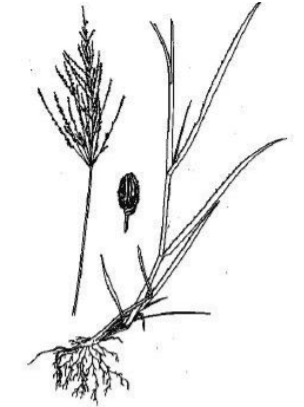 Mijo Perenne -Panicum Coloratum - Image 1
