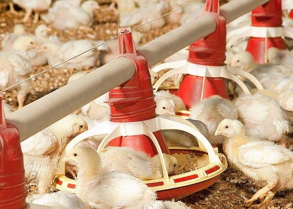 Los efectos del amoníaco en la producción avícola - Mitigación y reducción de las emisiones - Parte 4 - Image 1