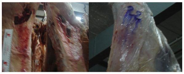 Clasificación de lesiones en canales bovinas faenadas en un frigorífico de la provincia de Córdoba - Image 1