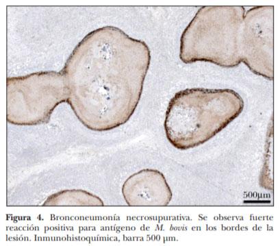 Demostración inmunohistoquímica de Mycoplasma bovis en lesiones neumónicas crónicas en ganado en corral de engorda - Image 5