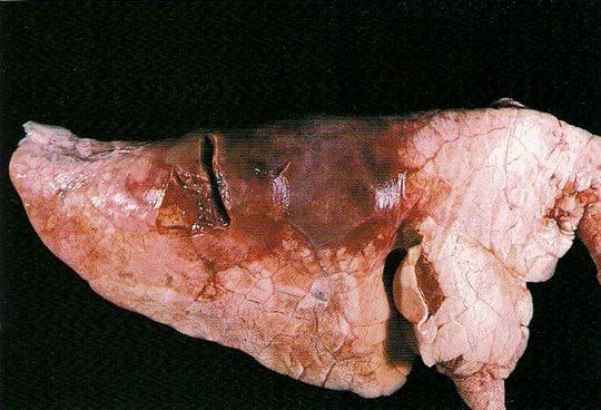 Pleuroneumonia porcina - Image 2