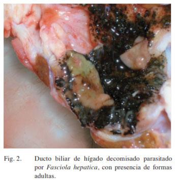 Fasciola hepatica en ganado bovino de carne en Siquirres y lesiones anatomo-histopatológicas de hígados bovinos decomisados en mataderos de Costa Rica - Image 4