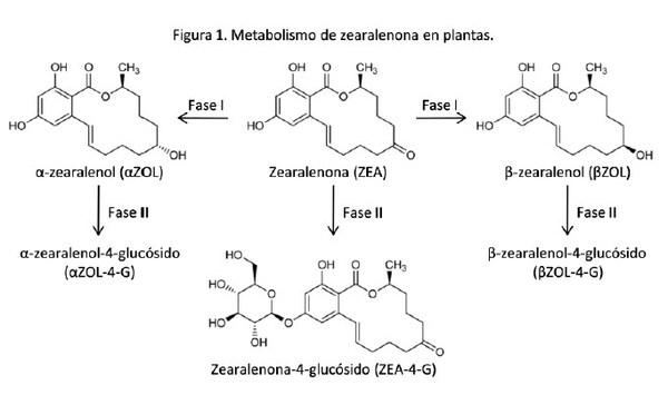 Micotoxinas enmascaradas - Image 1