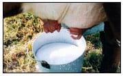 Producción de leche bajo un sistema de pastoreo intensivo de una asociación de Rye Grass- Trebol, en vacas Holstein - Image 1