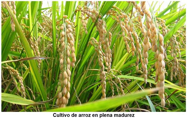 Criterios técnicos que limitan el uso de la cascarilla de arroz en la alimentación animal - Image 2