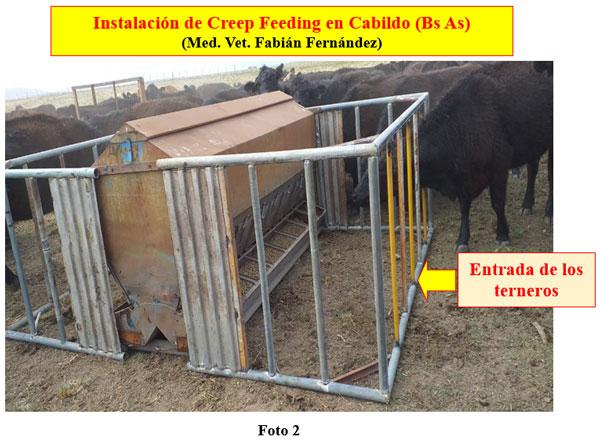 Rol del creep-feeding, creep-grazing, destete precoz y primera recría (destete anticipado) en un campo de cría vacuna - Image 2