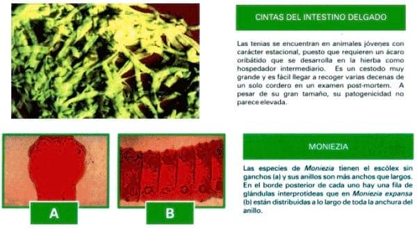 Manual técnico: Antiparasitarios Internos y endectocidas de Bovinos y Ovinos - Image 11
