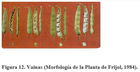 Acerca de la vainica (Phaseolus vulgaris) - Image 13
