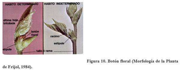 Acerca de la vainica (Phaseolus vulgaris) - Image 11