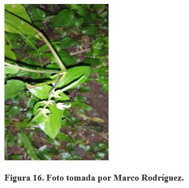 Acerca de la vainica (Phaseolus vulgaris) - Image 17