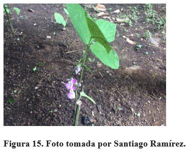 Acerca de la vainica (Phaseolus vulgaris) - Image 16