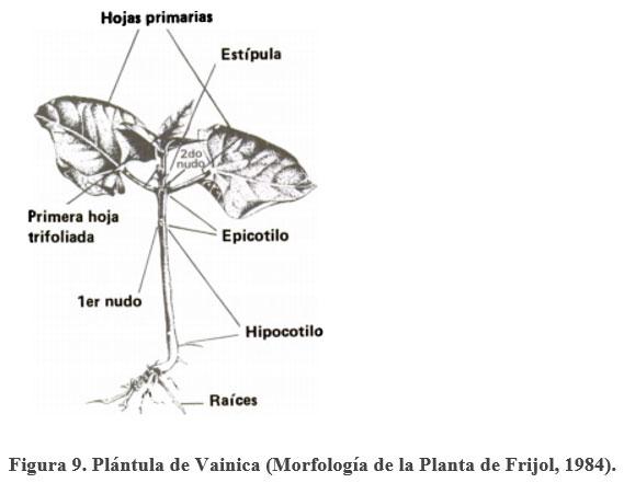 Acerca de la vainica (Phaseolus vulgaris) - Image 10
