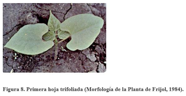 Acerca de la vainica (Phaseolus vulgaris) - Image 9