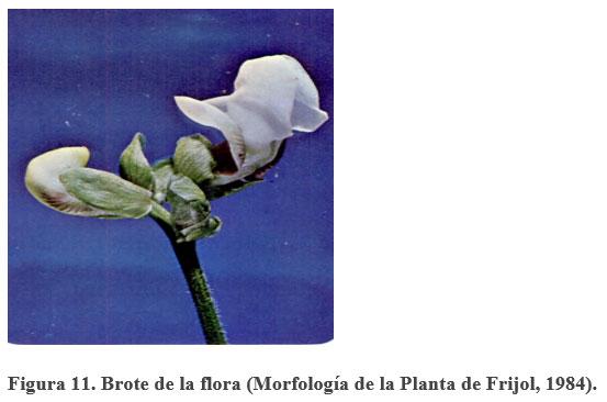 Acerca de la vainica (Phaseolus vulgaris) - Image 12
