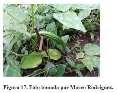Acerca de la vainica (Phaseolus vulgaris) - Image 18