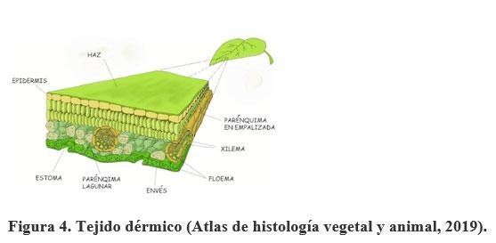 Acerca de la vainica (Phaseolus vulgaris) - Image 5