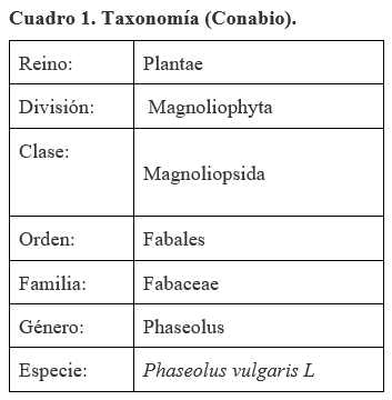 Acerca de la vainica (Phaseolus vulgaris) - Image 1