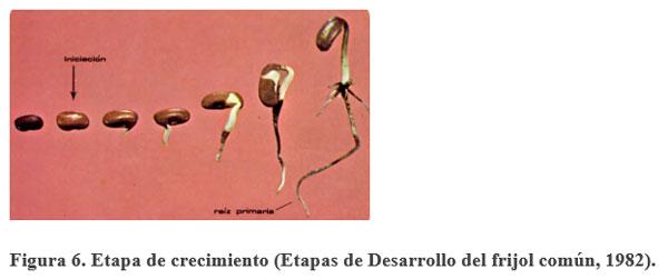 Acerca de la vainica (Phaseolus vulgaris) - Image 7