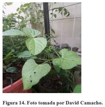 Acerca de la vainica (Phaseolus vulgaris) - Image 15