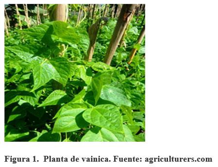 Acerca de la vainica (Phaseolus vulgaris) - Image 2