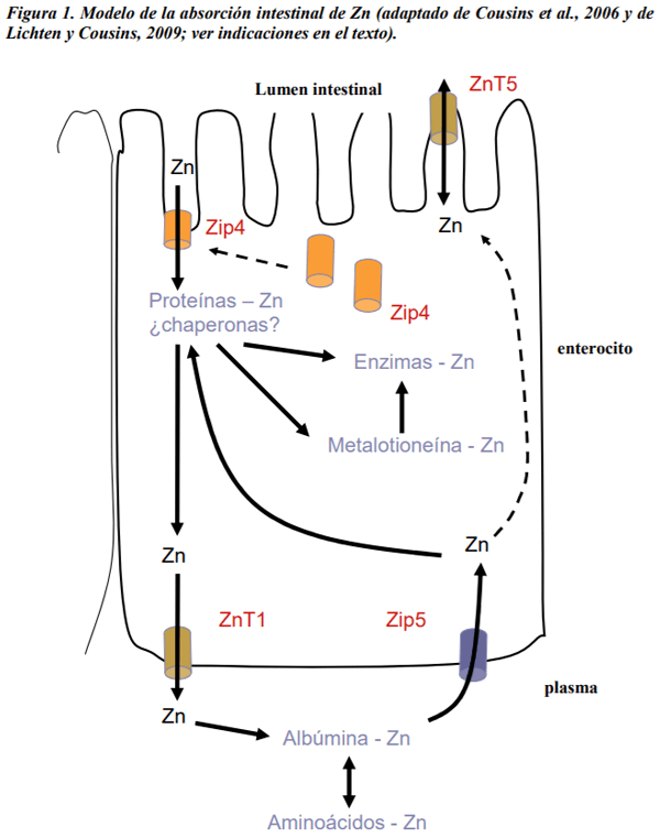 Absorción, metabolismo y homeostasis del zinc en los animales y el hombre. - Image 1