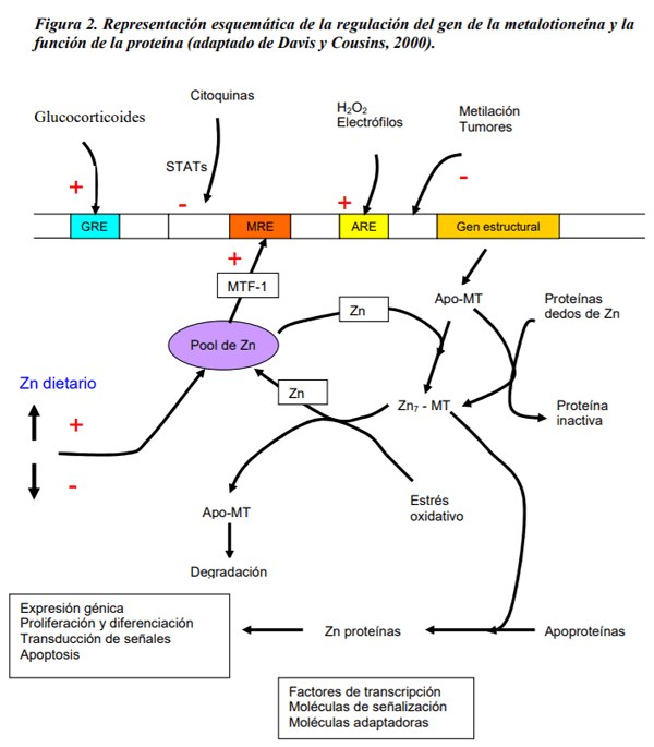 Absorción, metabolismo y homeostasis del zinc en los animales y el hombre. - Image 2