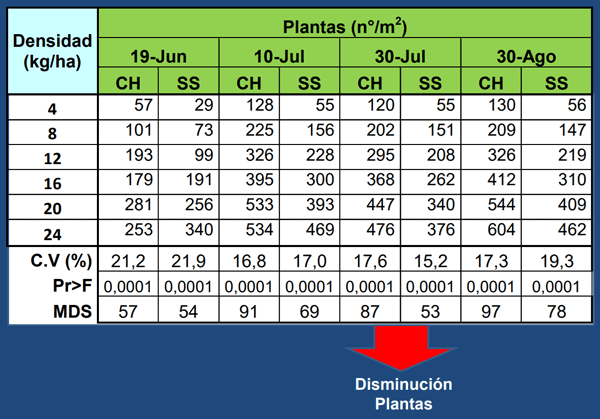 Evaluación de Implantación de 2 cultivares de Alfalfa (Medicago sativa L.) en siembra directa con distintas densidades sobre un rastrojo de maíz (Zea mays). - Image 2