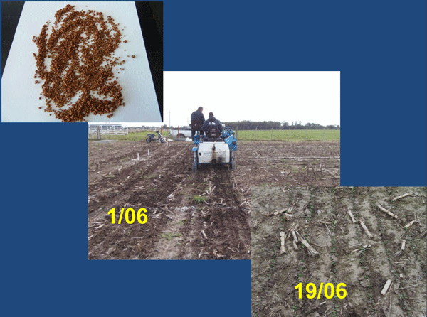 Evaluación de Implantación de 2 cultivares de Alfalfa (Medicago sativa L.) en siembra directa con distintas densidades sobre un rastrojo de maíz (Zea mays). - Image 9