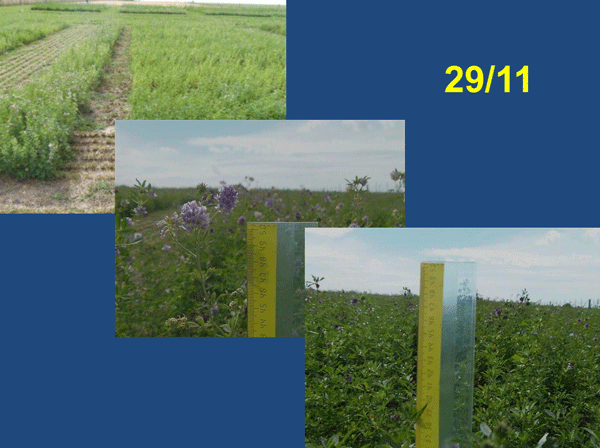 Evaluación de Implantación de 2 cultivares de Alfalfa (Medicago sativa L.) en siembra directa con distintas densidades sobre un rastrojo de maíz (Zea mays). - Image 12