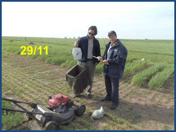 Evaluación de Implantación de 2 cultivares de Alfalfa (Medicago sativa L.) en siembra directa con distintas densidades sobre un rastrojo de maíz (Zea mays). - Image 13