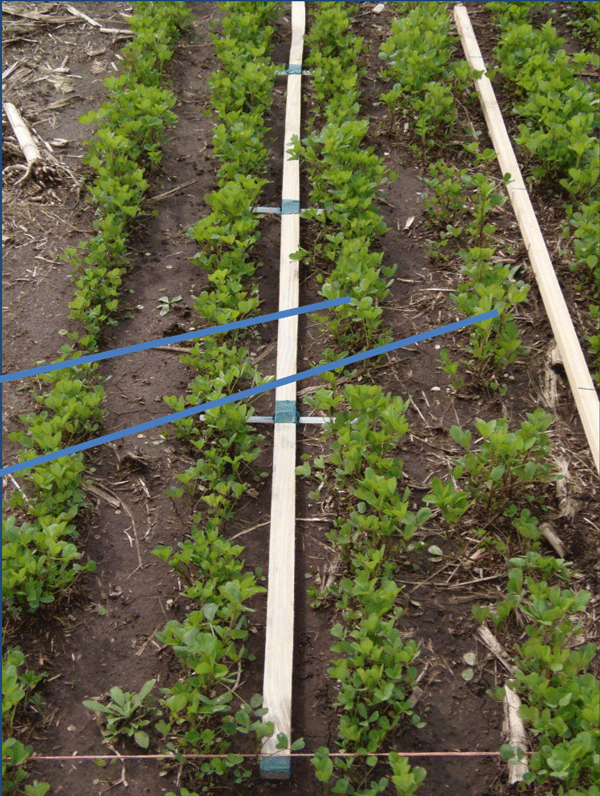Evaluación de Implantación de 2 cultivares de Alfalfa (Medicago sativa L.) en siembra directa con distintas densidades sobre un rastrojo de maíz (Zea mays). - Image 1