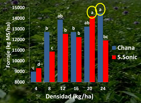 Evaluación de Implantación de 2 cultivares de Alfalfa (Medicago sativa L.) en siembra directa con distintas densidades sobre un rastrojo de maíz (Zea mays). - Image 14