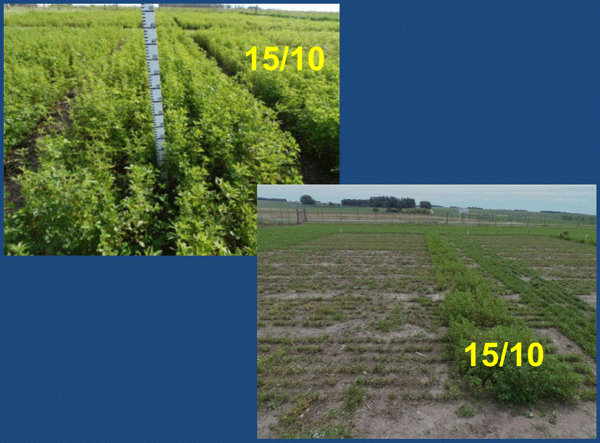 Evaluación de Implantación de 2 cultivares de Alfalfa (Medicago sativa L.) en siembra directa con distintas densidades sobre un rastrojo de maíz (Zea mays). - Image 11
