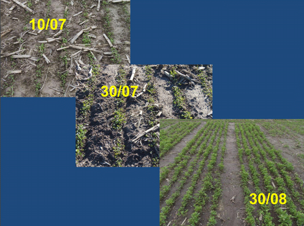 Evaluación de Implantación de 2 cultivares de Alfalfa (Medicago sativa L.) en siembra directa con distintas densidades sobre un rastrojo de maíz (Zea mays). - Image 10