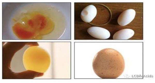 Un aditivo ideal para mejorar la calidad del huevo: los ácidos biliares - Image 1