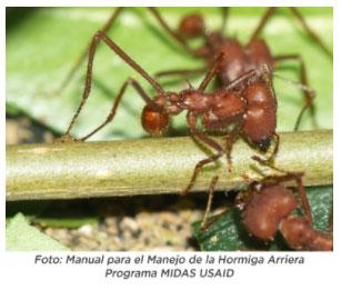 Hormiga Arriera Atta cephalotes - Image 8