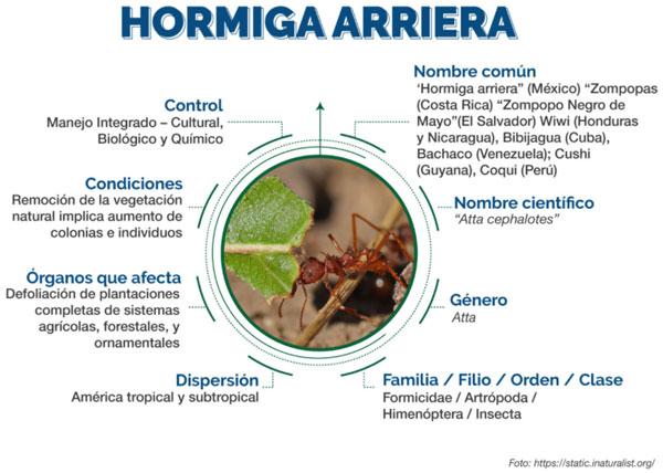Hormiga Arriera Atta cephalotes - Image 1