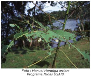 Hormiga Arriera Atta cephalotes - Image 7