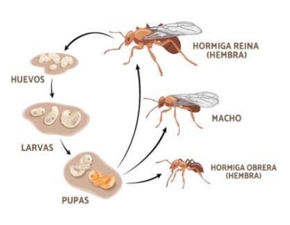 Hormiga Arriera Atta cephalotes - Image 4