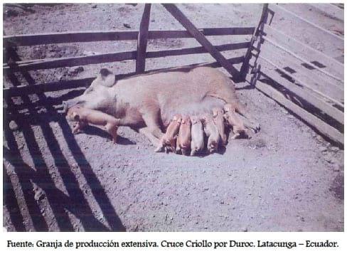 Base Animal de las explotaciones porcinas intensivas, Segunda Parte - Image 2