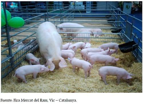 Base Animal de las explotaciones porcinas intensivas, Segunda Parte - Image 3