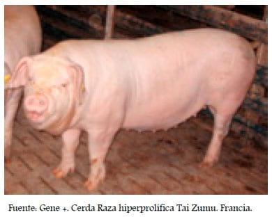 Base Animal de las explotaciones porcinas intensivas, Segunda Parte - Image 1