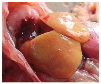 Prevención y tratamiento del síndrome del hígado graso en gallinas ponedoras con ácidos biliares - Image 1