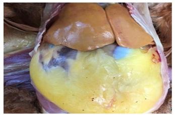 Prevención y tratamiento del síndrome del hígado graso en gallinas ponedoras con ácidos biliares - Image 2