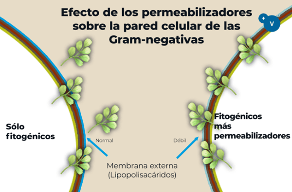 Mejorando la efectividad de los fitogénicos contra las bacterias Gram negativas: uso de permeabilizadores - Image 3