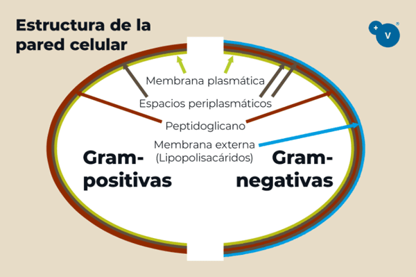 Mejorando la efectividad de los fitogénicos contra las bacterias Gram negativas: uso de permeabilizadores - Image 2
